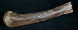 Edmontosaurus (Hadrosaur) Hand Bone - Montana #8455-1